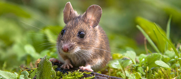 5 trucs & astuces pour capturer un rat - Votre exterminateur à Montréal