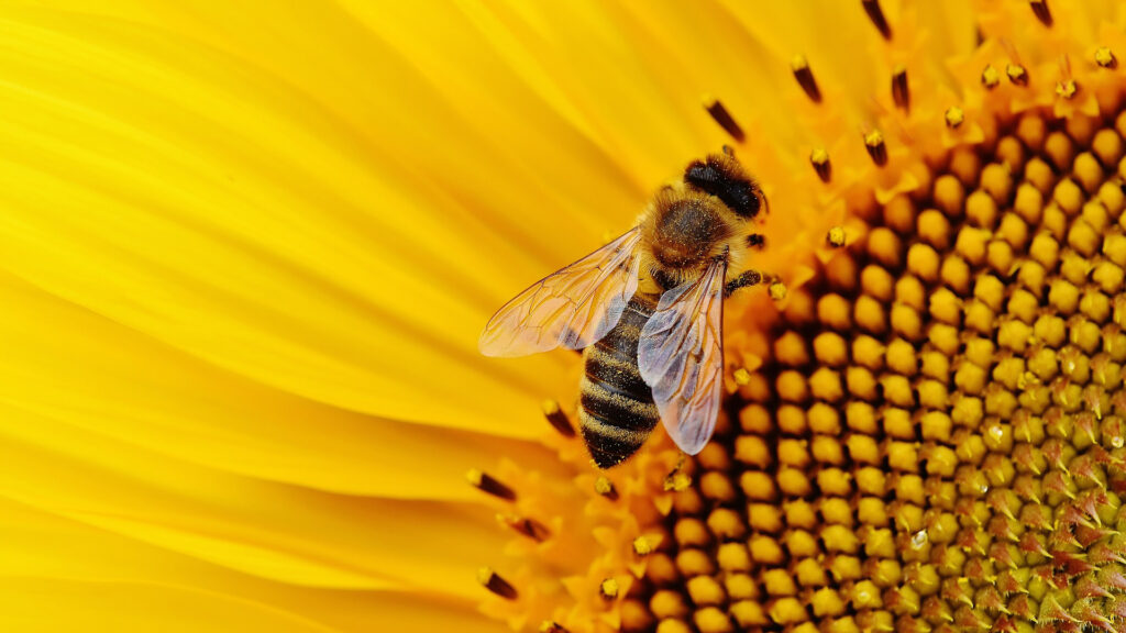 abeille infestation