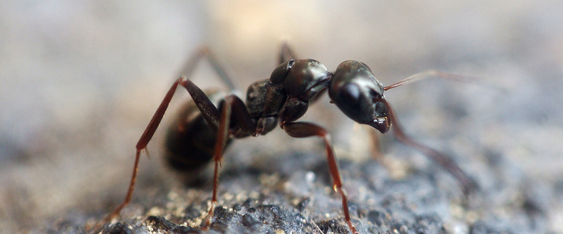 carpenter ants