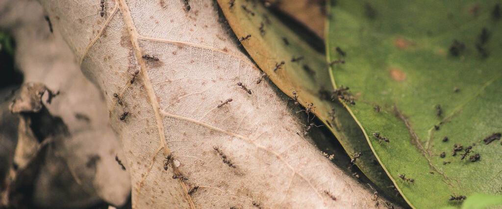 fourmis charpentiere montreal