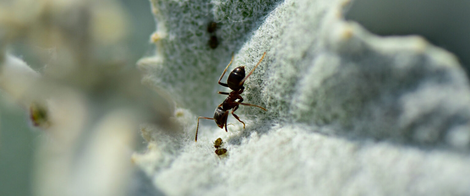 fourmis extermination montreal