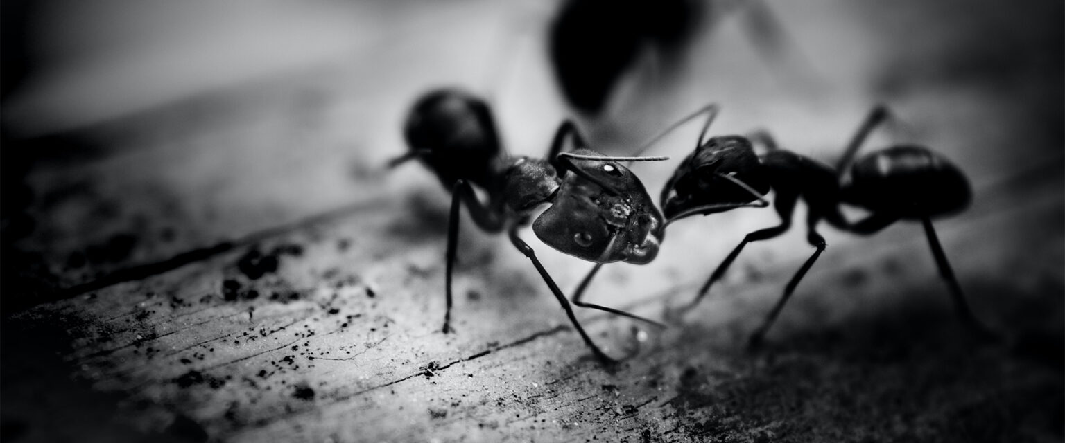 Extermination définitive des fourmis, Extermination Cerca