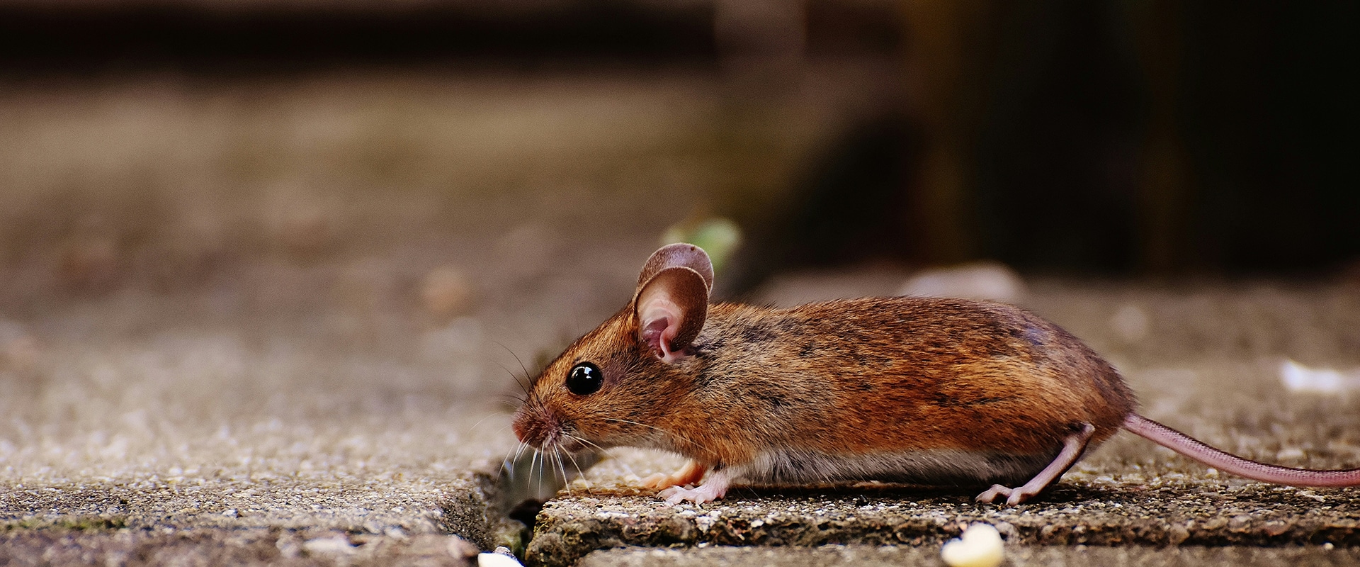 Rodent extermination: effective methods and products - Extermination ...