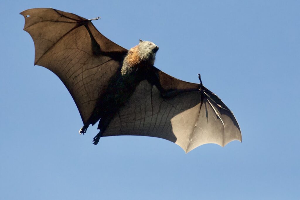 Petite chauve-souris brune, espèce menacée au Québec