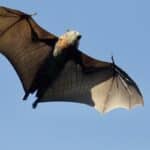 Petite chauve-souris brune, espèce menacée au Québec