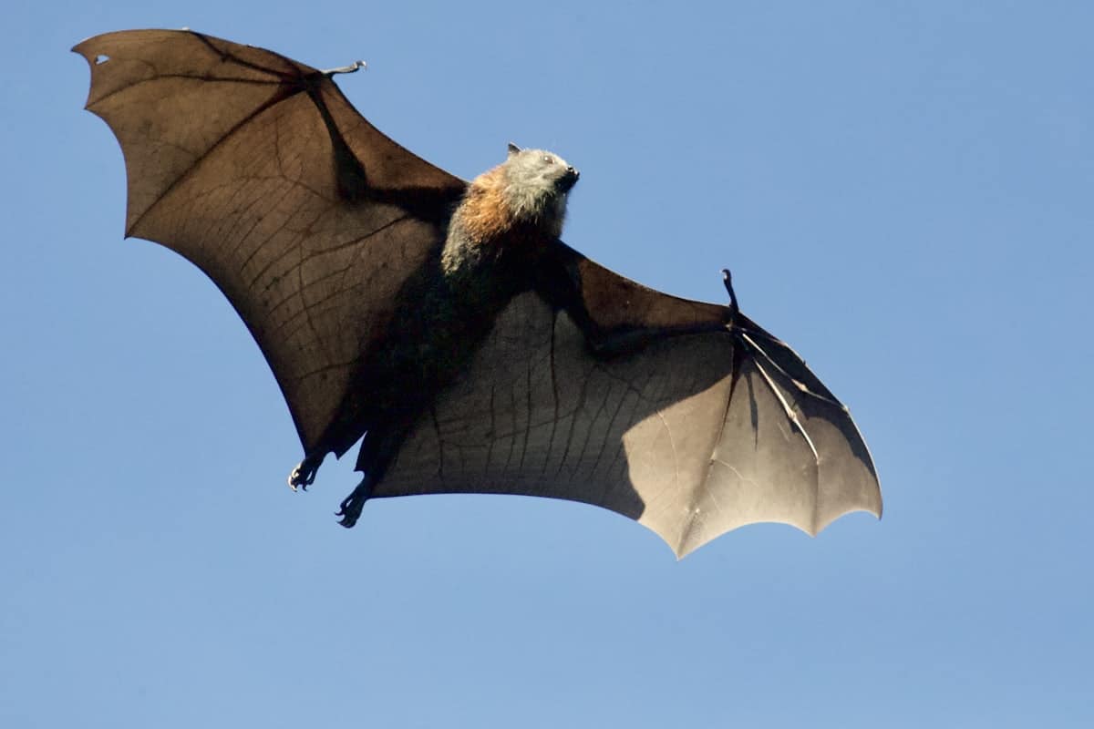 Petite chauve-souris brune, espèce menacée au Québec
