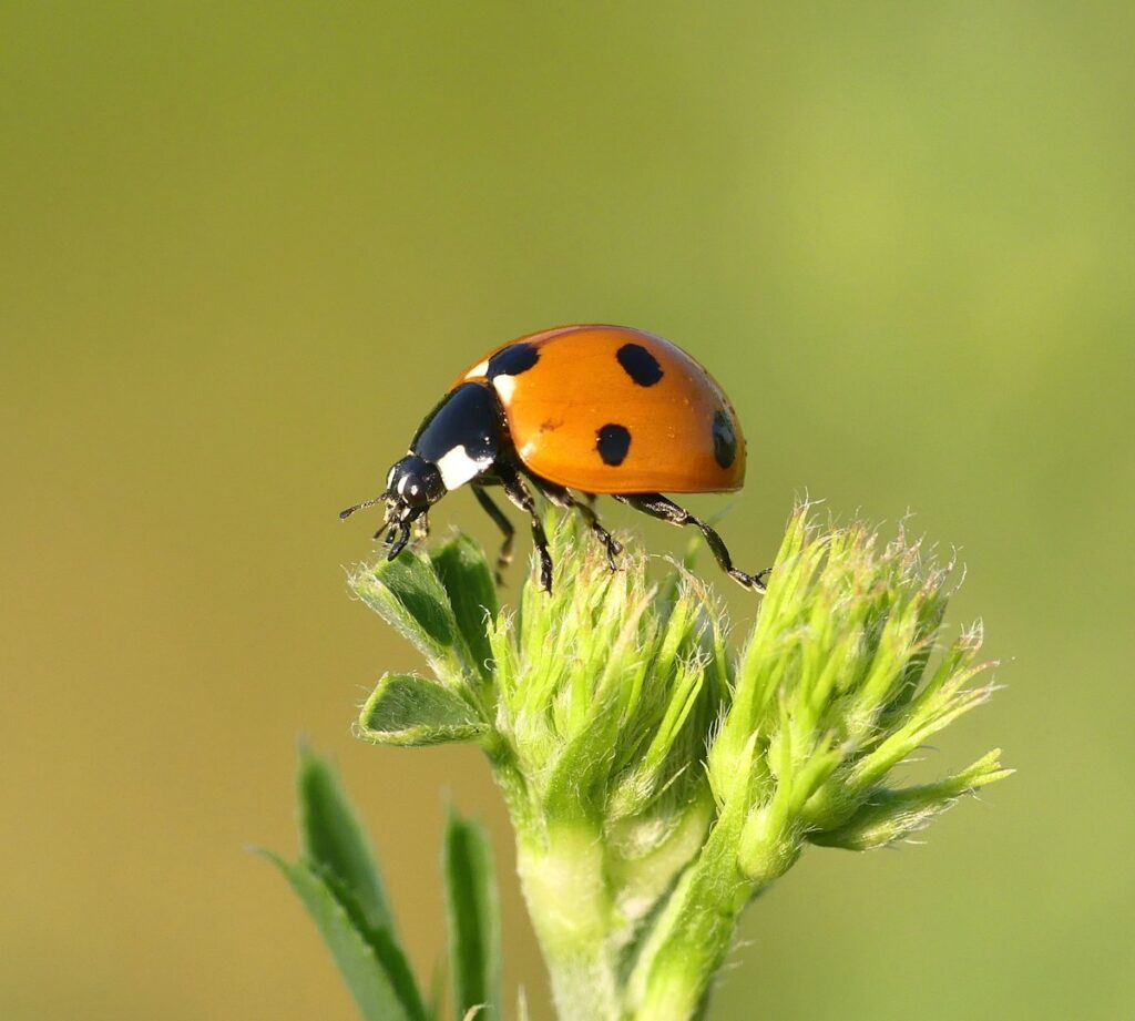 Coccinelle asiatique orange, envahisseur d automne