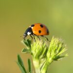 Coccinelle asiatique orange, envahisseur d automne