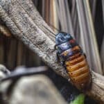Coquerelle brune en gros plan, blatte germanique