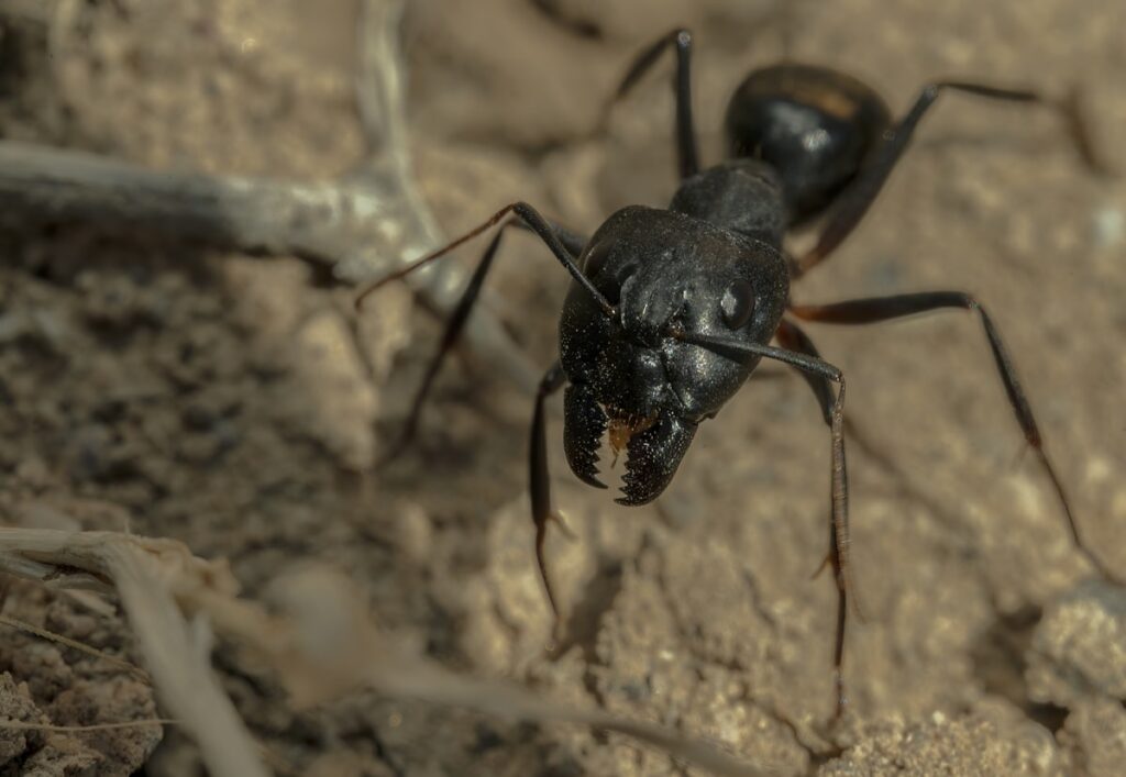 Fourmis charpentières noires sur le sol au Québec