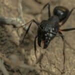 Fourmis charpentières noires sur le sol au Québec