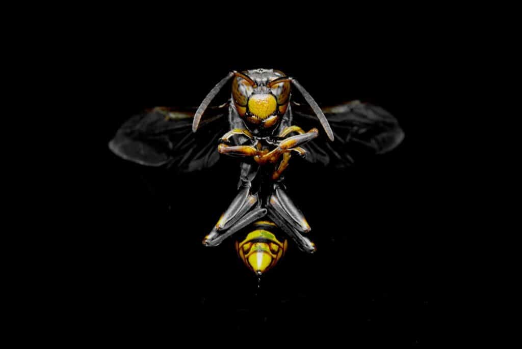 Frelon en gros plan à la fin de l été au Québec