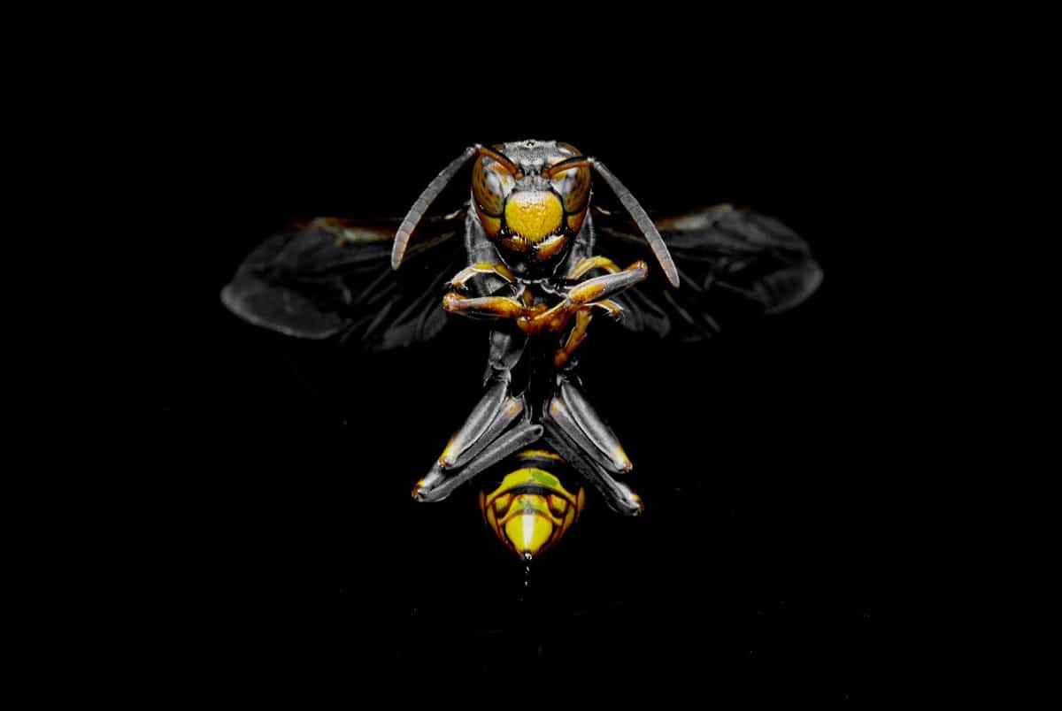 Frelon en gros plan à la fin de l été au Québec