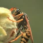Guêpe jaune et noire posée sur une fleur en été au Québec