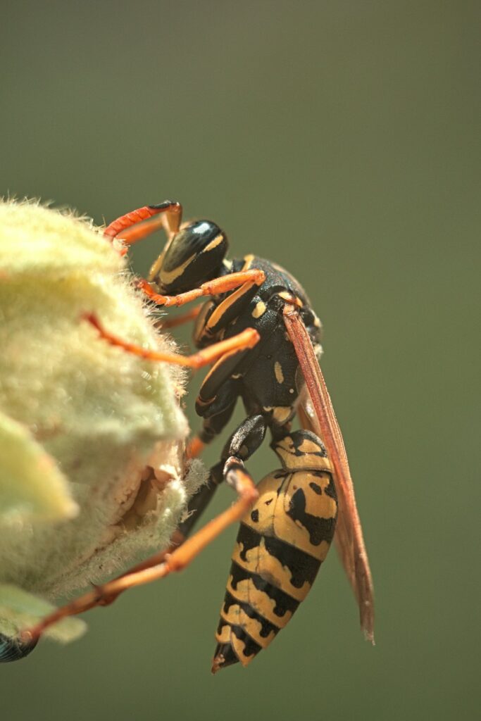Guêpe jaune et noire posée sur une fleur en été au Québec