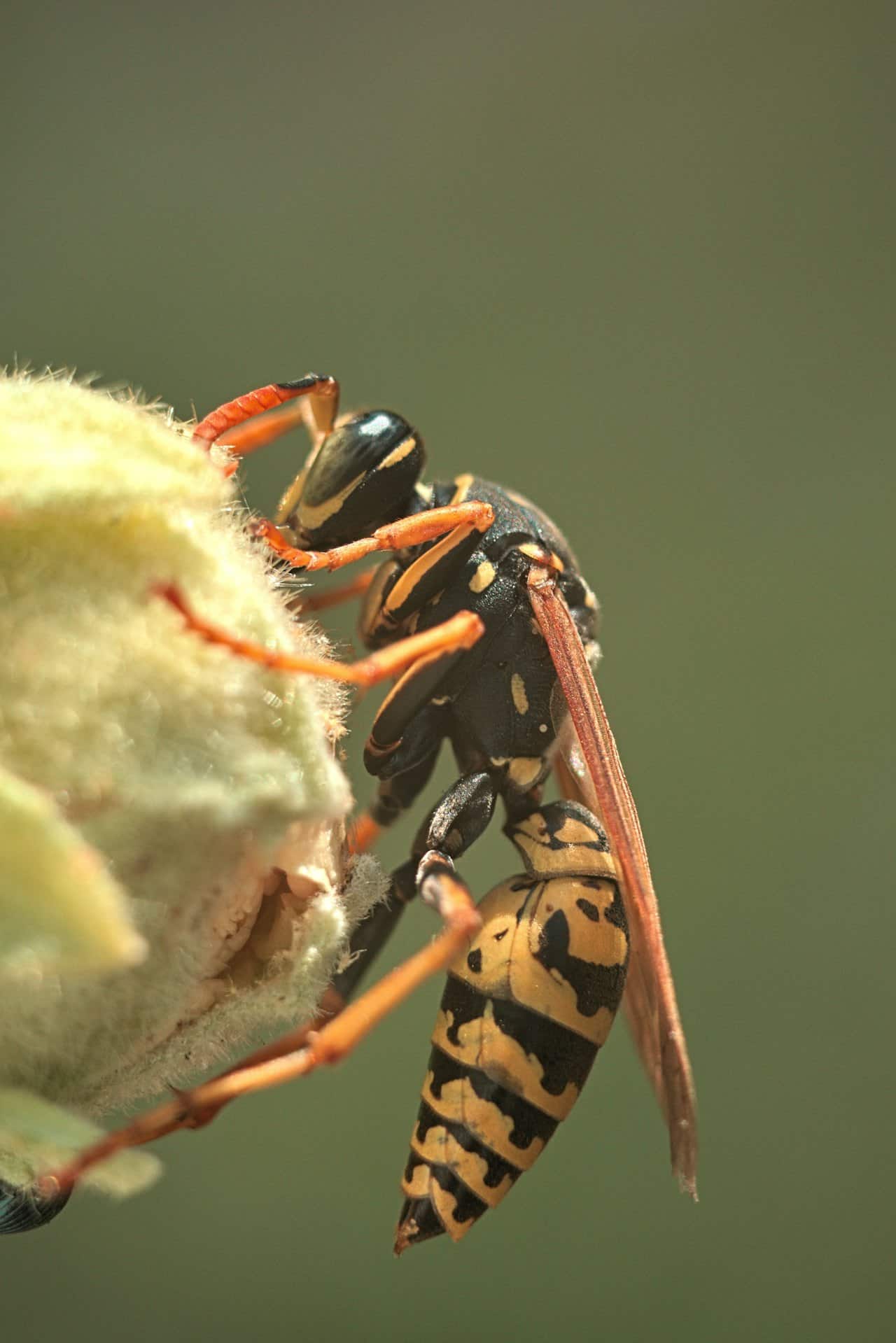 Guêpe jaune et noire posée sur une fleur en été au Québec