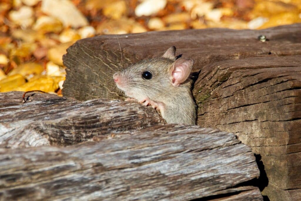 Souris grise cherchant un abri à l automne au Québec