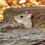 Souris grise cherchant un abri à l automne au Québec